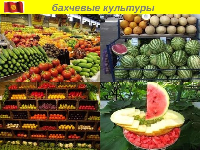  бахчевые культуры 