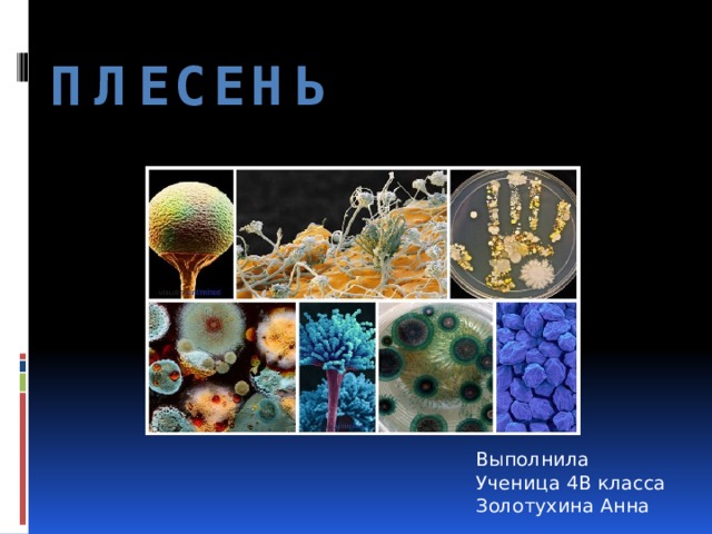 Плесень    Выполнила Ученица 4В класса Золотухина Анна 