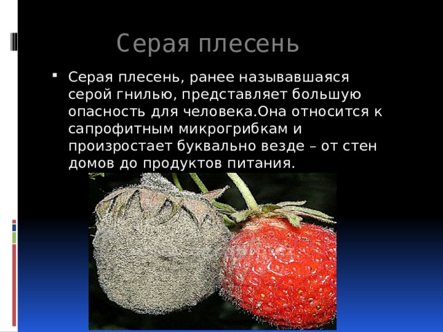 Серая плесень Серая плесень, ранее называвшаяся серой гнилью, представляет большую опасность для человека.Она относится к сапрофитным микрогрибкам и произростает буквально везде – от стен домов до продуктов питания. 
