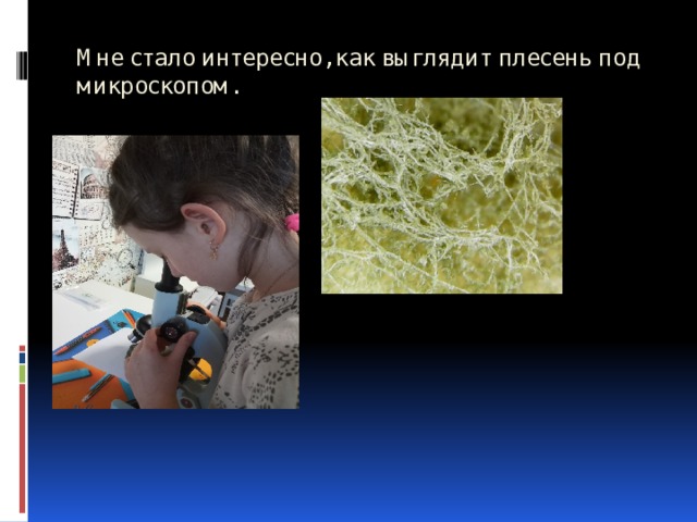 Мне стало интересно, как выглядит плесень под микроскопом. 