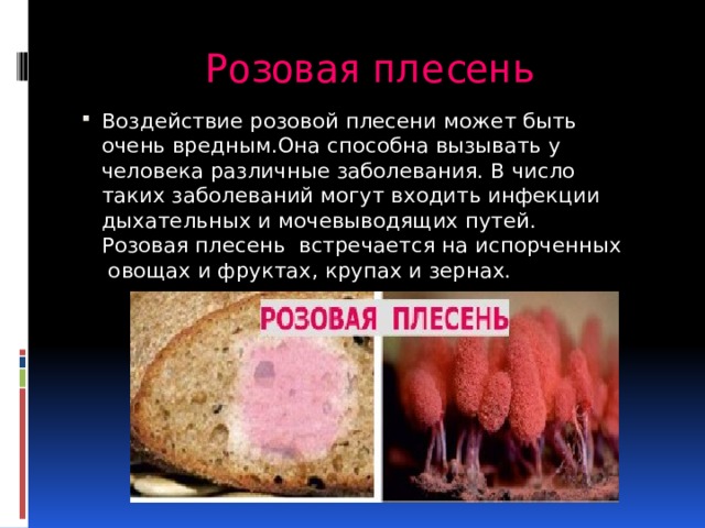 Розовая плесень Воздействие розовой плесени может быть очень вредным.Она способна вызывать у человека различные заболевания. В число таких заболеваний могут входить инфекции дыхательных и мочевыводящих путей. Розовая плесень встречается на испорченных овощах и фруктах, крупах и зернах. 