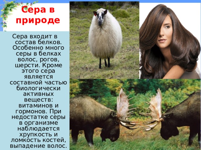 Сера в природе Сера входит в состав белков. Особенно много серы в белках волос, рогов, шерсти. Кроме этого сера является составной частью биологически активных веществ: витаминов и гормонов. При недостатке серы в организме наблюдается хрупкость и ломкость костей, выпадение волос. 