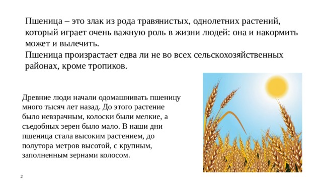 Пшеница – это злак из рода травянистых, однолетних растений, который играет очень важную роль в жизни людей: она и накормить может и вылечить. Пшеница произрастает едва ли не во всех сельскохозяйственных районах, кроме тропиков. Древние люди начали одомашнивать пшеницу много тысяч лет назад. До этого растение было невзрачным, колоски были мелкие, а съедобных зерен было мало. В наши дни пшеница стала высоким растением, до полутора метров высотой, с крупным, заполненным зернами колосом. 2 