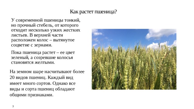  Как растет пшеница?   У современной пшеницы тонкий, но прочный стебель, от которого отходит несколько узких жестких листьев. В верхней части расположен колос – вытянутое соцветие с зернами. Пока пшеница растет – ее цвет зеленый, а созревшие колосья становятся желтыми. На земном шаре насчитывают более 20 видов пшениц. Каждый вид имеет много сортов. Однако все виды и сорта пшениц обладают общими признаками.   3 