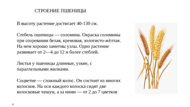 СТРОЕНИЕ ПШЕНИЦЫ В высоту растение достигает 40-130 см. Стебель пшеницы — соломина. Окраска соломины при созревании белая, кремовая, золотисто-жёлтая. На нем хорошо заметны узлы. Одно растение развивает от 2—4 до 12 и более стеблей. Листья у пшеницы длинные, узкие, с параллельными жилками. Соцветие — сложный колос. Он состоит из многих колосков. На оси каждого колоска сидят две колосковые чешуи, а за ними — от 2 до 7 цветков    4 