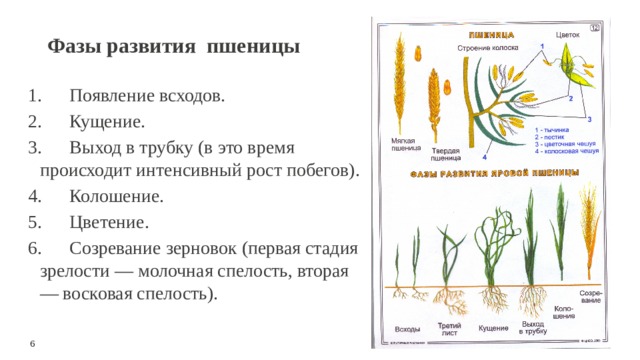 Фазы развития  пшеницы 1.      Появление всходов. 2.      Кущение. 3.      Выход в трубку (в это время происходит интенсивный рост побегов). 4.      Колошение. 5.      Цветение. 6.      Созревание зерновок (первая стадия зрелости — молочная спелость, вторая — восковая спелость). 6 