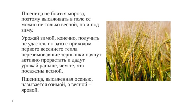 Пшеница не боится мороза, поэтому высаживать в поле ее можно не только весной, но и под зиму. Урожай зимой, конечно, получить не удастся, но зато с приходом первого весеннего тепла перезимовавшие зернышки начнут активно прорастать и дадут урожай раньше, чем те, что посажены весной. Пшеница, высаженная осенью, называется озимой, а весной – яровой. 7 