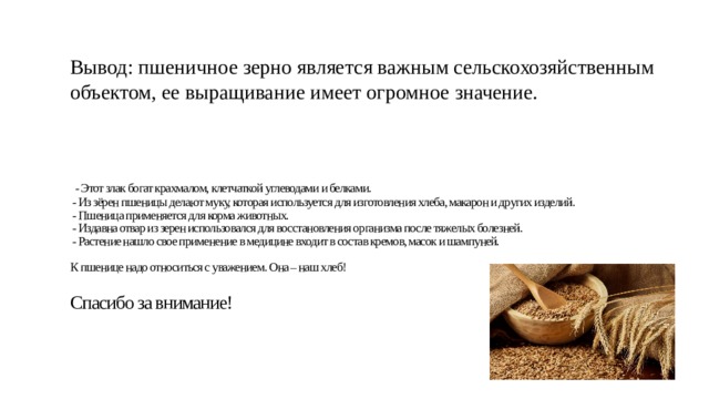 Вывод: пшеничное зерно является важным сельскохозяйственным объектом, ее выращивание имеет огромное значение.      - Этот злак богат крахмалом, клетчаткой углеводами и белками.  - Из зёрен пшеницы делают муку, которая используется для изготовления хлеба, макарон и других изделий.  - Пшеница применяется для корма животных.  - Издавна отвар из зерен использовался для восстановления организма после тяжелых болезней.  - Растение нашло свое применение в медицине входит в состав кремов, масок и шампуней.   К пшенице надо относиться с уважением. Она – наш хлеб!   Спасибо за внимание!   
