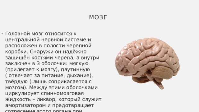 мозг Головной мозг относится к центральной нервной системе и расположен в полости черепной коробки. Снаружи он надёжно защищён костями черепа, а внутри заключен в 3 оболочки: мягкую (прилегает к мозгу), паутинную ( отвечает за питание, дыхание), твёрдую ( лишь соприкасается с мозгом). Между этими оболочками циркулирует спинномозговая жидкость – ликвор, который служит амортизатором и предотвращает сотрясение этого органа при небольших травмах. 