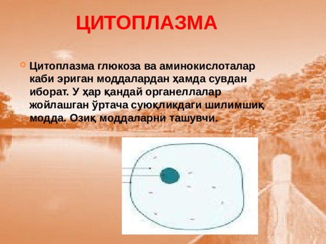 ЦИТОПЛАЗМА Цитоплазма глюкоза ва аминокислоталар каби эриган моддалардан ҳамда сувдан иборат. У ҳар қандай органеллалар жойлашган ўртача суюқликдаги шилимшиқ модда. Озиқ моддаларни ташувчи. 