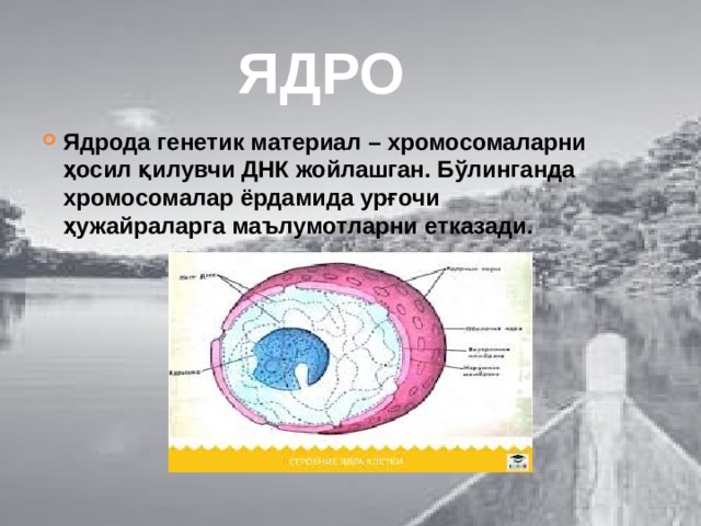 ЯДРО Ядрода генетик материал – хромосомаларни ҳосил қилувчи ДНК жойлашган. Бўлинганда хромосомалар ёрдамида урғочи ҳужайраларга маълумотларни етказади. 