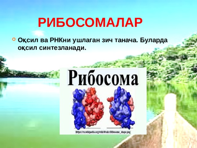 РИБОСОМАЛАР Оқсил ва РНКни ушлаган зич танача. Буларда оқсил синтезланади. 