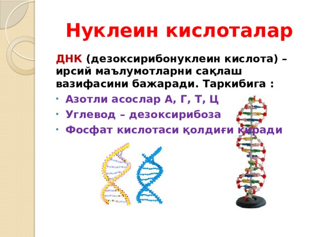 Нуклеин кислоталар ДНК (дезоксирибонуклеин кислота) – ирсий маълумотларни сақлаш вазифасини бажаради. Таркибига : Азотли асослар А, Г, Т, Ц Углевод – дезоксирибоза Фосфат кислотаси қолдиғи киради  