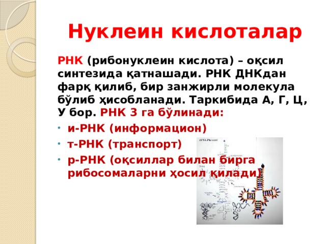 Нуклеин кислоталар РНК (рибонуклеин кислота) – оқсил синтезида қатнашади. РНК ДНКдан фарқ қилиб, бир занжирли молекула бўлиб ҳисобланади. Таркибида А, Г, Ц, У бор. РНК 3 га бўлинади: и-РНК (информацион) т-РНК (транспорт) р-РНК (оқсиллар билан бирга рибосомаларни ҳосил қилади) 