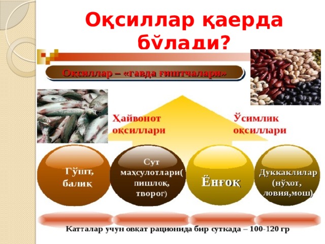 Оқсиллар қаерда бўлади? 