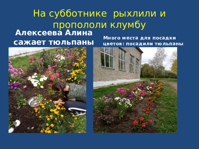 На субботнике рыхлили и пропололи клумбу Алексеева Алина сажает тюльпаны Много места для посадки цветов: посадили тюльпаны 