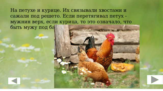  На петухе и курице. Их связывали хвостами и сажали под решето. Если перетягивал петух - мужнин верх, если курица, то это означало, что быть мужу под башмаком всю жизнь. 