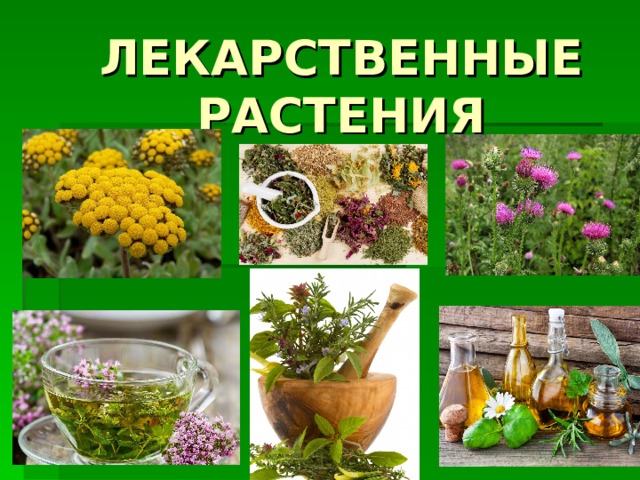 ЛЕКАРСТВЕННЫЕ  РАСТЕНИЯ 