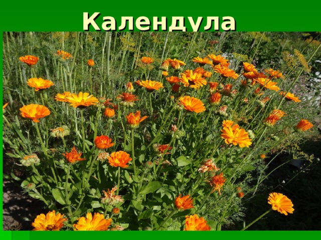 Календула 