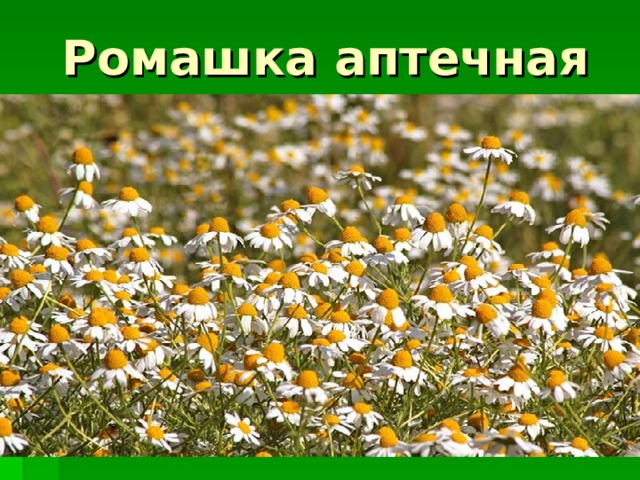 Ромашка аптечная 
