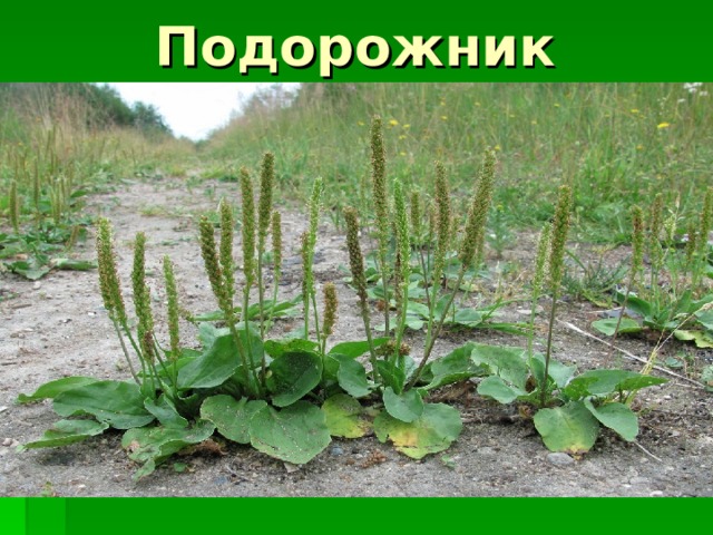 Подорожник 