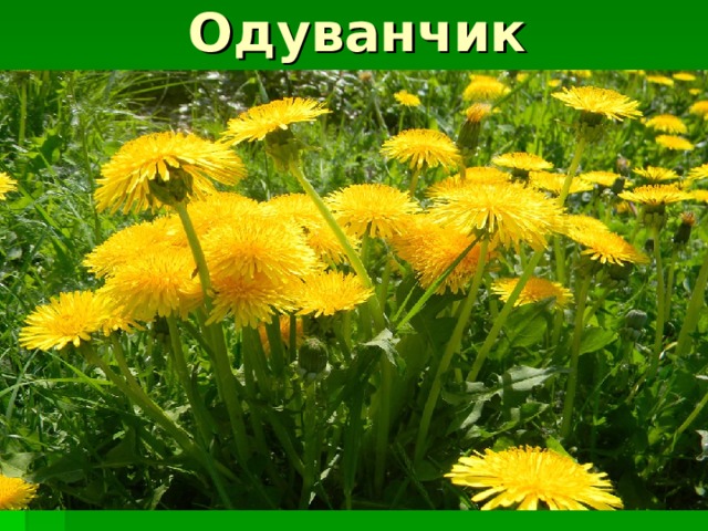 Одуванчик 