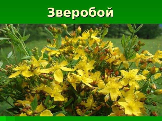 Зверобой 
