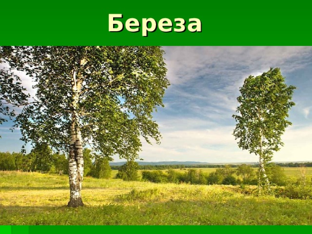 Береза 