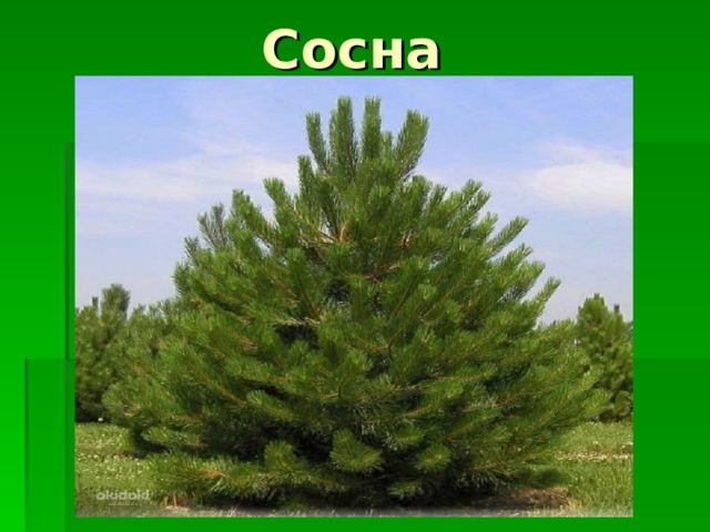 Сосна 