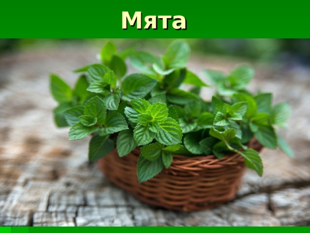 Мята 