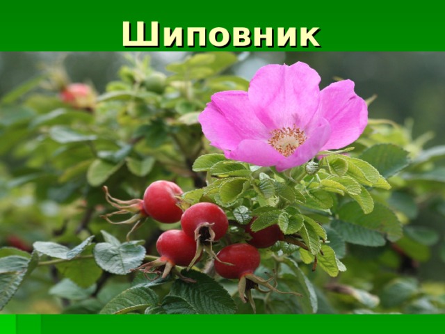 Шиповник 