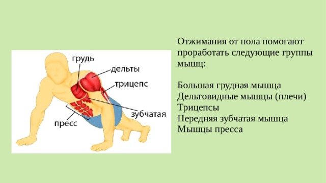 Отжимания от пола помогают проработать следующие группы мышц: Большая грудная мышца Дельтовидные мышцы (плечи) Трицепсы Передняя зубчатая мышца Мышцы пресса  