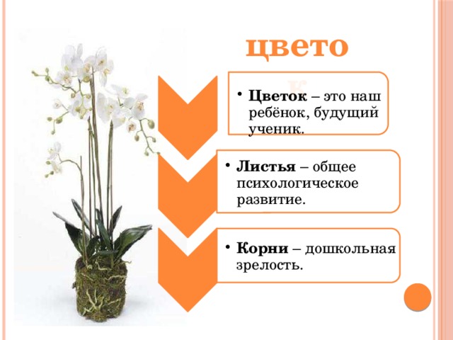 Цветок – это наш ребёнок, будущий ученик. Цветок – это наш ребёнок, будущий ученик. Листья – общее психологическое развитие. Листья – общее психологическое развитие. Корни – дошкольная зрелость. Корни – дошкольная зрелость. цветок 