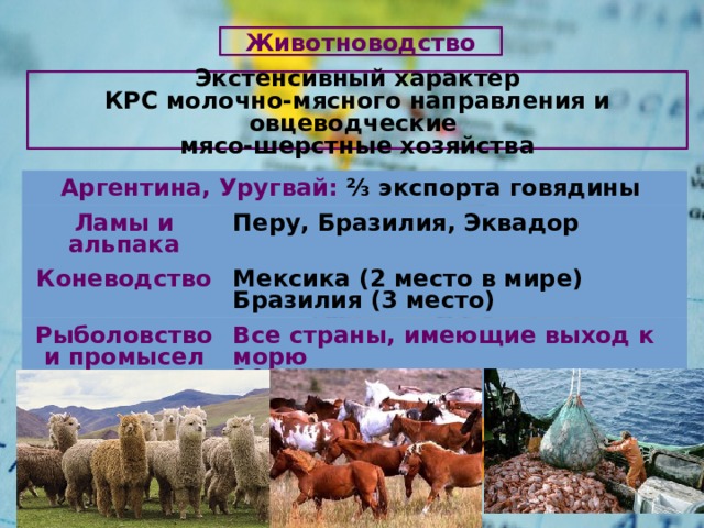 Животноводство Экстенсивный характер КРС молочно-мясного направления и овцеводческие мясо-шерстные хозяйства Аргентина, Уругвай: ⅔ экспорта говядины Ламы и альпака Перу, Бразилия, Эквадор Коневодство Мексика (2 место в мире) Рыболовство и промысел морепродуктов Бразилия (3 место) Все страны, имеющие выход к морю 20% мирового улова – Чили и Перу 