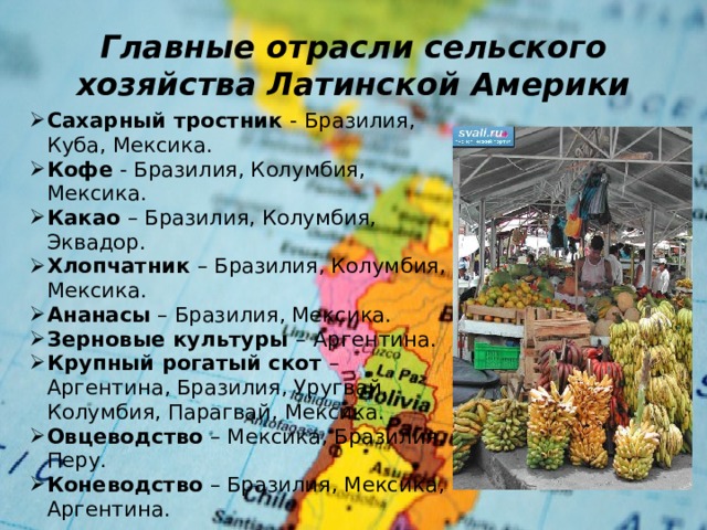 Главные отрасли сельского хозяйства Латинской Америки Сахарный тростник - Бразилия, Куба, Мексика. Кофе - Бразилия, Колумбия, Мексика. Какао  – Бразилия, Колумбия, Эквадор. Хлопчатник – Бразилия, Колумбия, Мексика. Ананасы – Бразилия, Мексика. Зерновые культуры – Аргентина. Крупный рогатый скот – Аргентина, Бразилия, Уругвай, Колумбия, Парагвай, Мексика. Овцеводство – Мексика, Бразилия, Перу. Коневодство – Бразилия, Мексика, Аргентина. 