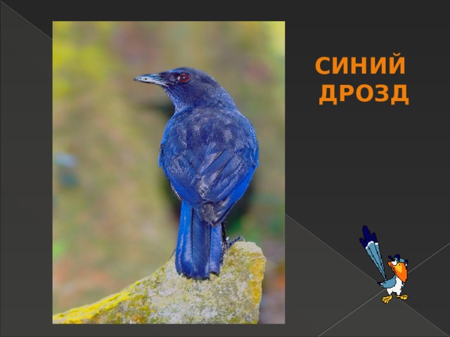Синий дрозд 