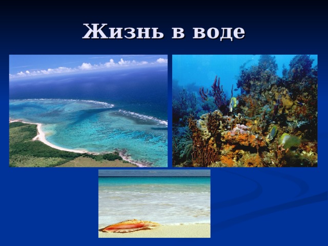 Жизнь в воде 