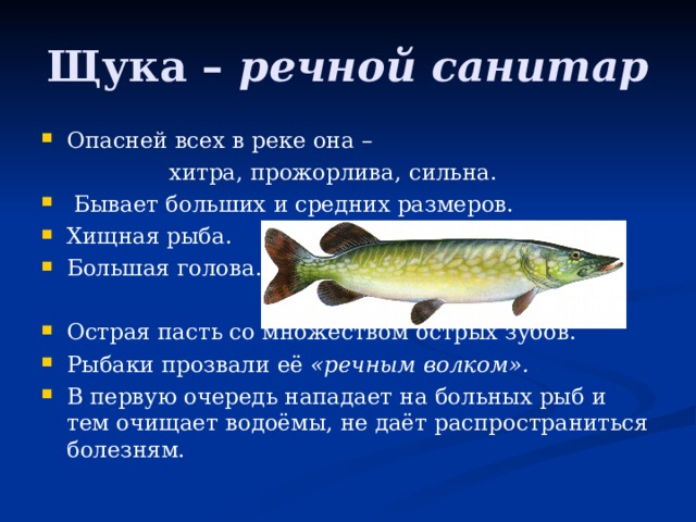 Щука – речной санитар Опасней всех в реке она –  хитра, прожорлива, сильна.  Бывает больших и средних размеров. Хищная рыба. Большая голова. Острая пасть со множеством острых зубов. Рыбаки прозвали её «речным волком». В первую очередь нападает на больных рыб и тем  очищает водоёмы, не даёт распространиться болезням.  