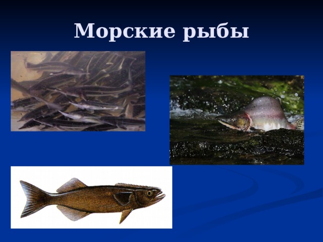 Морские рыбы 