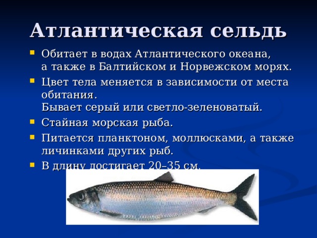 Атлантическая сельдь Обитает в водах Атлантического океана,  а также в Балтийском и Норвежском морях. Цвет тела меняется в зависимости от места обитания.  Бывает серый или светло-зеленоватый. Стайная морская рыба. Питается планктоном, моллюсками, а также личинками других рыб. В длину достигает 20–35 см . 