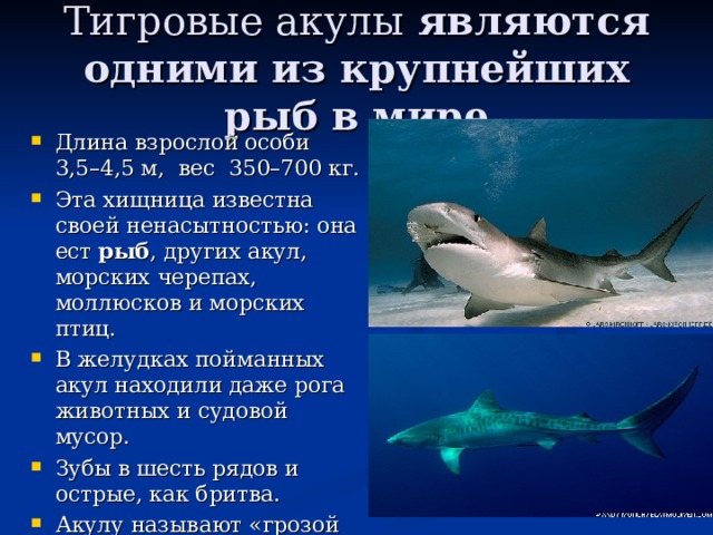 Тигровые акулы  являются одними из крупнейших рыб в мире Длина взрослой особи  3,5–4,5 м, вес 350–700 кг. Эта хищница известна своей ненасытностью: она ест  рыб , других акул, морских черепах, моллюсков и морских птиц. В желудках пойманных акул находили даже рога животных и судовой мусор. Зубы в шесть рядов и острые, как бритва. Акулу называют «грозой морей».  