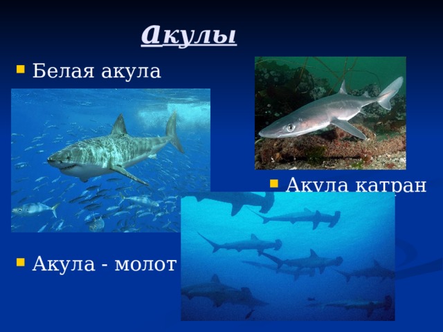 а кулы  Белая акула  Акула катран Акула - молот 