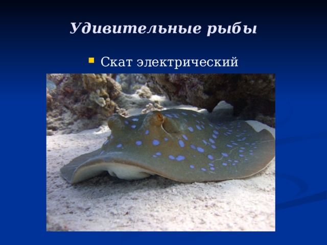 Удивительные рыбы Скат электрический 