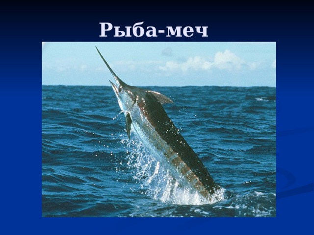 Рыба-меч 