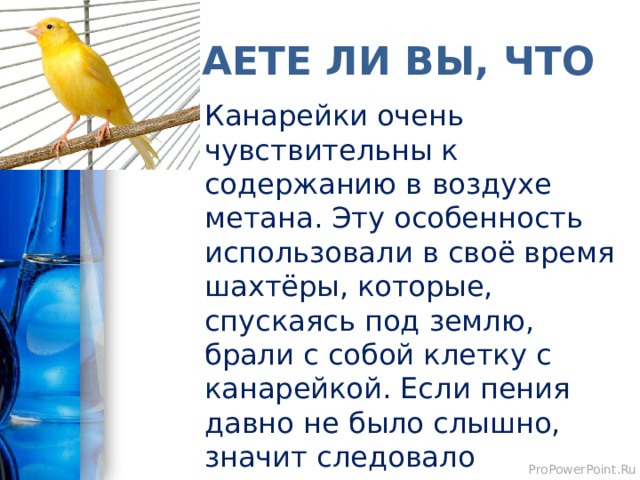 ЗНАЕТЕ ЛИ ВЫ, ЧТО Канарейки очень чувствительны к содержанию в воздухе метана. Эту особенность использовали в своё время шахтёры, которые, спускаясь под землю, брали с собой клетку с канарейкой. Если пения давно не было слышно, значит следовало подниматься наверх как можно быстрее. 