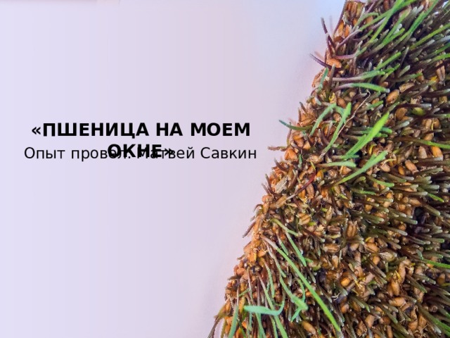 « ПШЕНИЦА НА МОЕМ ОКНЕ » Опыт провел: Матвей Савкин 