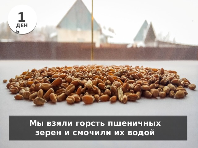 1 ДЕНЬ Мы взяли горсть пшеничных зерен и смочили их водой 
