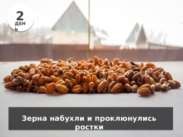 2 ДЕНЬ Зерна набухли и проклюнулись ростки 