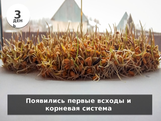 3 ДЕНЬ Появились первые всходы и корневая система 