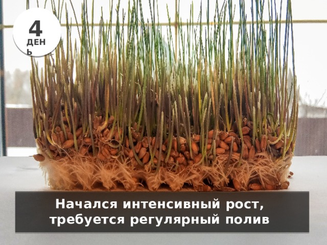 4 ДЕНЬ Начался интенсивный рост, требуется регулярный полив 